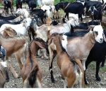 काठमाडौं उपत्यकामा आजदेखि खसीबोकाको स्वास्थ्य परीक्षण हुने