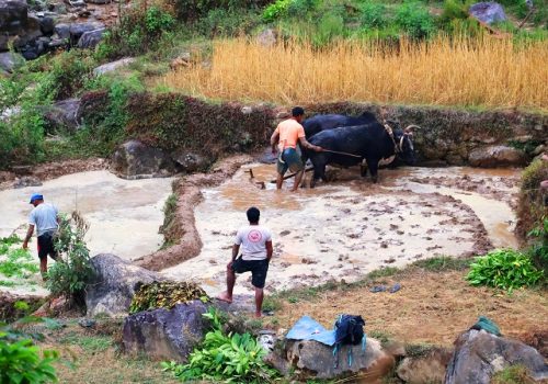 हलगोरु पाल्ने एक सय ७८ किसानले पाए पोषणभत्ता
