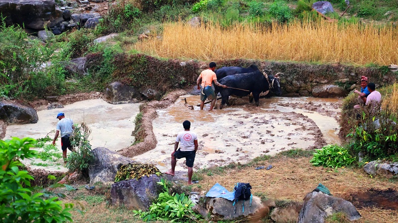 हलगोरु पाल्ने एक सय ७८ किसानले पाए पोषणभत्ता