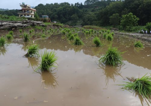 १३ हजार भन्दाबढि हेक्टर क्षेत्रफलमा धान खेती लगाईदै