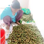 नर्सरी राख्न किसानसंग चिउरी खरिद