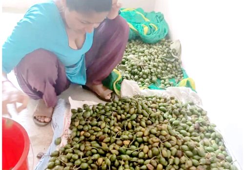 नर्सरी राख्न किसानसंग चिउरी खरिद