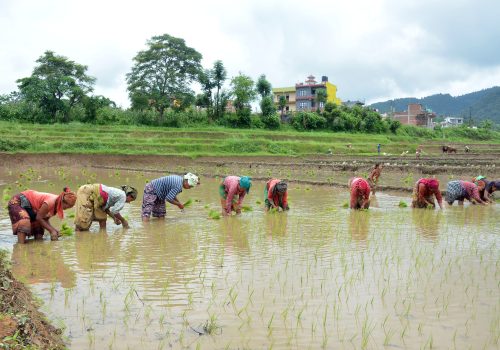 आज असार १५ : धान दिवस र दही चिउराको सांस्कृतिक पर्व मनाइँदै