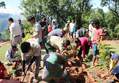 हिरक पार्कमा वृक्षारोपण