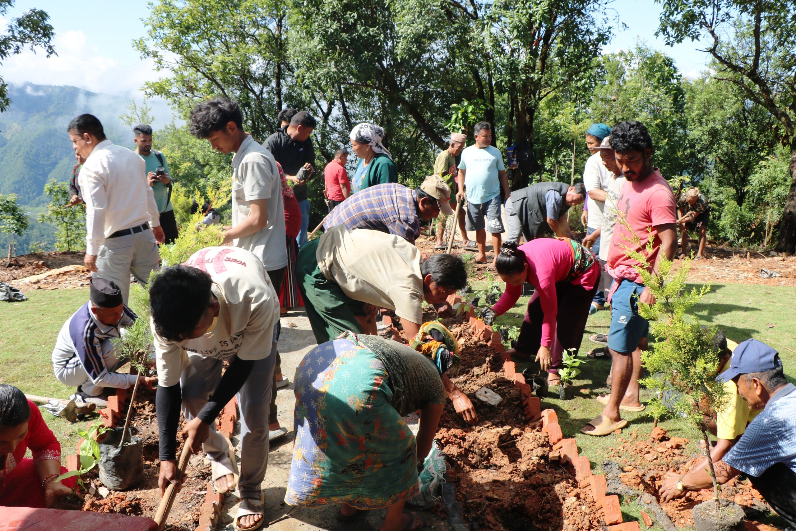 हिरक पार्कमा वृक्षारोपण