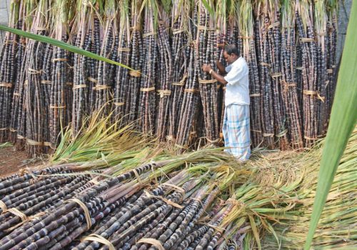 उखु किसानलाई अनुदान रकम निकासा, पर्सी सम्म किसानको खातामा रकम पुग्ने