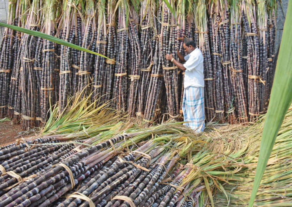 उखु किसानलाई अनुदान रकम निकासा, पर्सी सम्म किसानको खातामा रकम पुग्ने