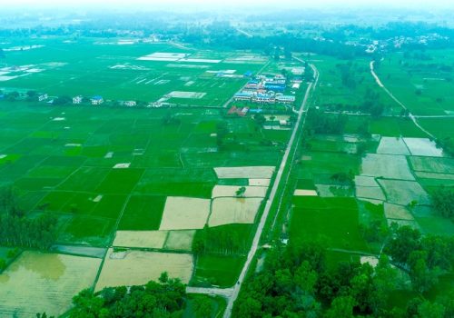 देशभर ९१ प्रतिशत धान रोपाइँ सकियो
