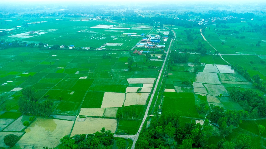 देशभर ९१ प्रतिशत धान रोपाइँ सकियो
