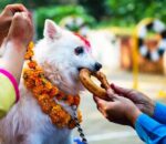 आज कुकुर तिहार