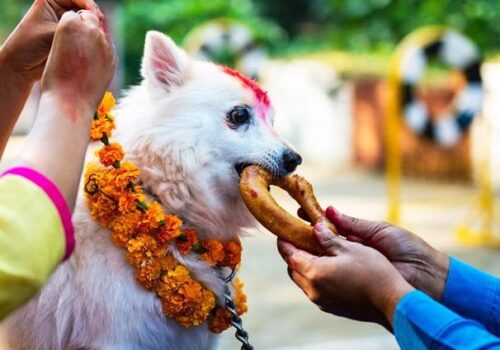 आज कुकुर तिहार
