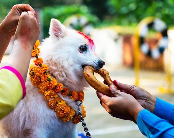 आज कुकुर तिहार