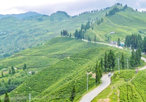 नेपाली चिया निर्यात ठप्प