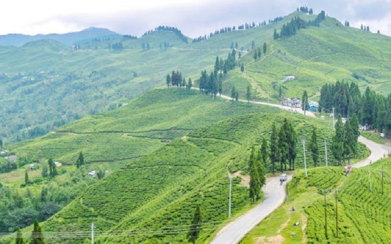 नेपाली चिया निर्यात ठप्प